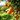 Orange Tree Orange Tree