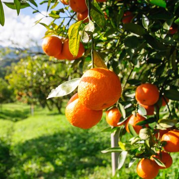 Orange Tree Orange Tree