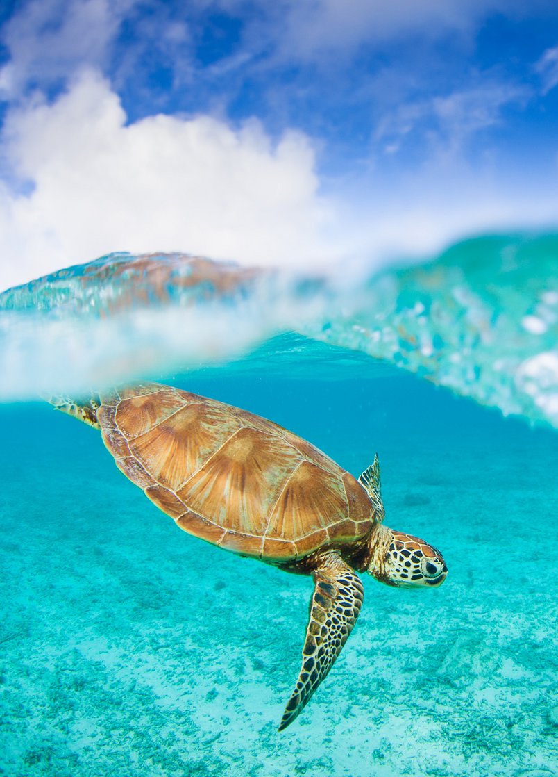 Sea Turtle Sea Turtle