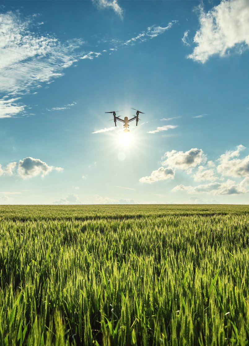 Flying drone and green wheat field Flying drone and green wheat field
