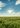Flying drone and green wheat field Flying drone and green wheat field